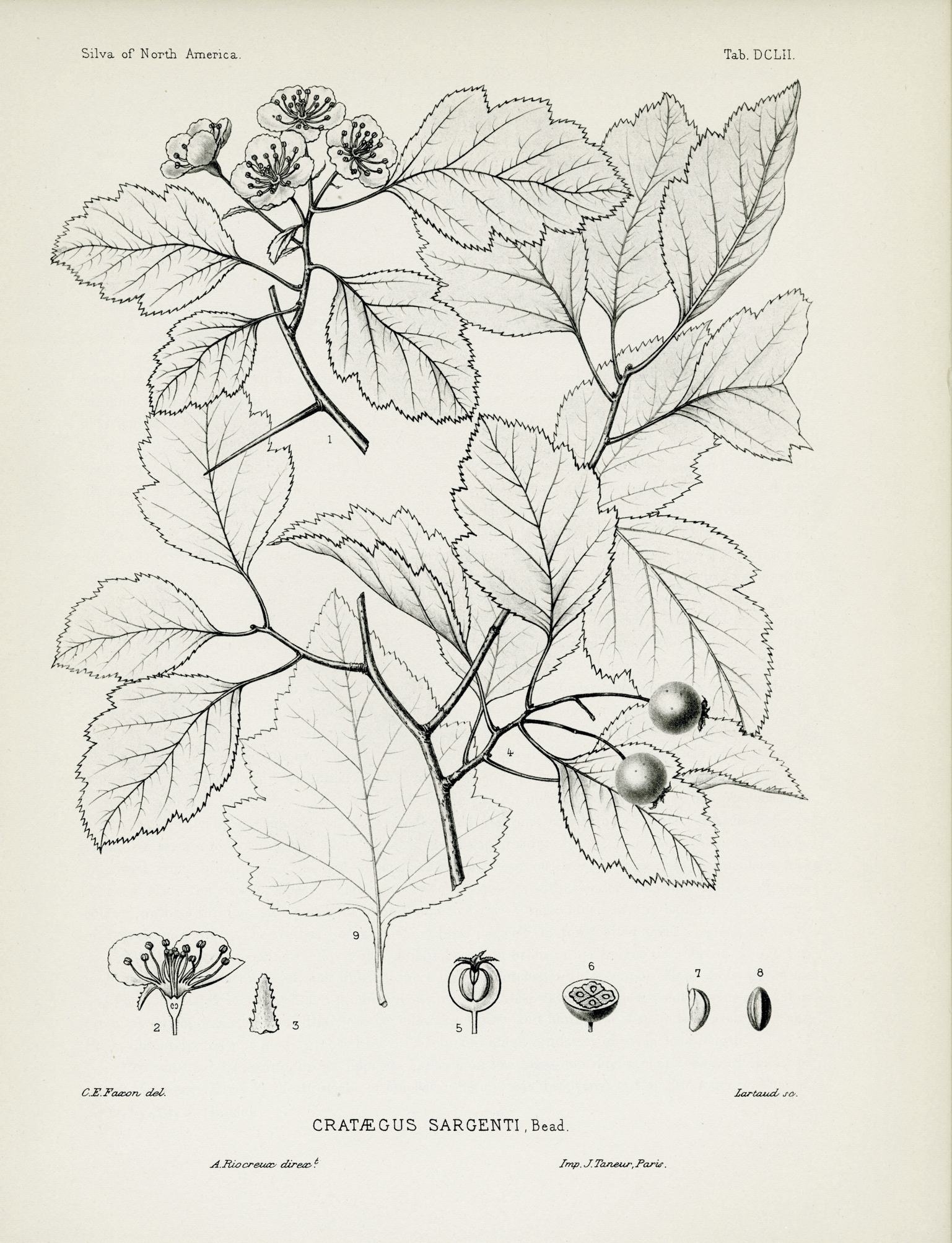 Line drawing of hawthorn.
