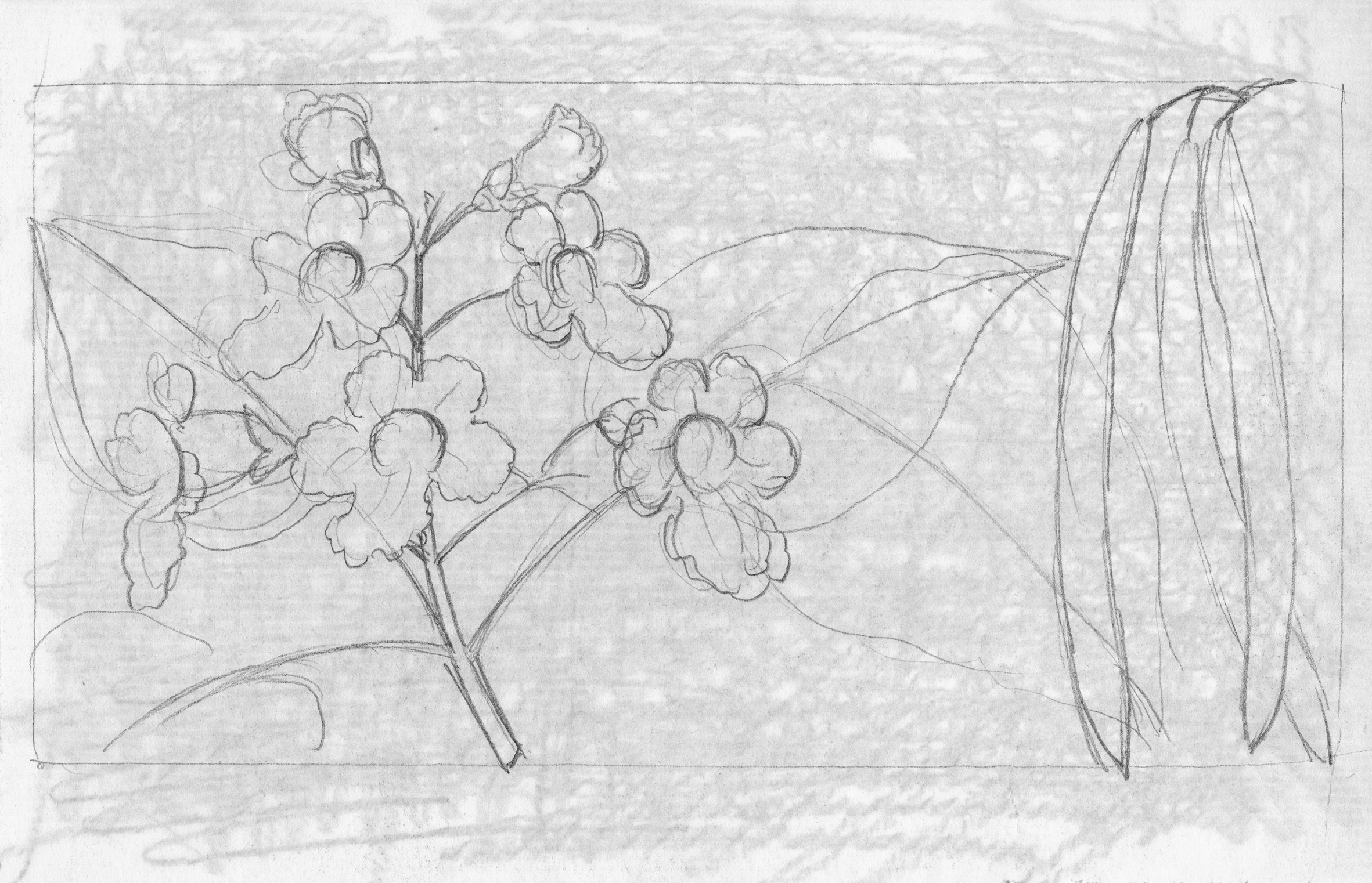 Pencil sketch of catalpa flowers and leaves