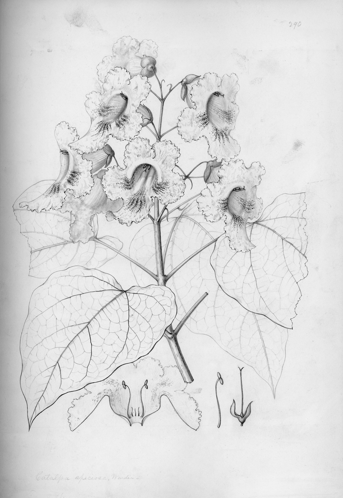 Line drawing of catalpa flowers and leaves