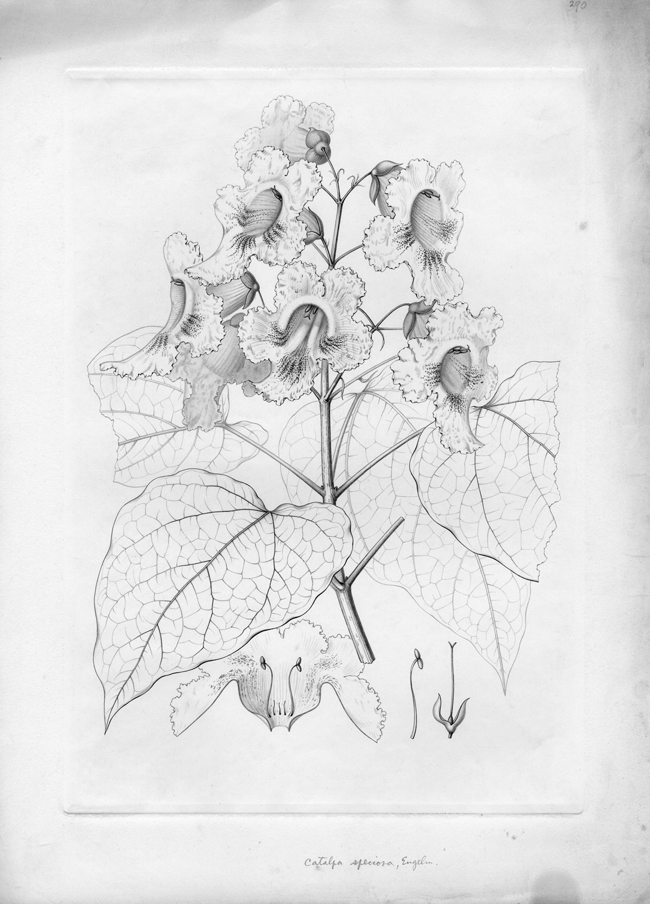 Line drawing of catalpa flowers and leaves