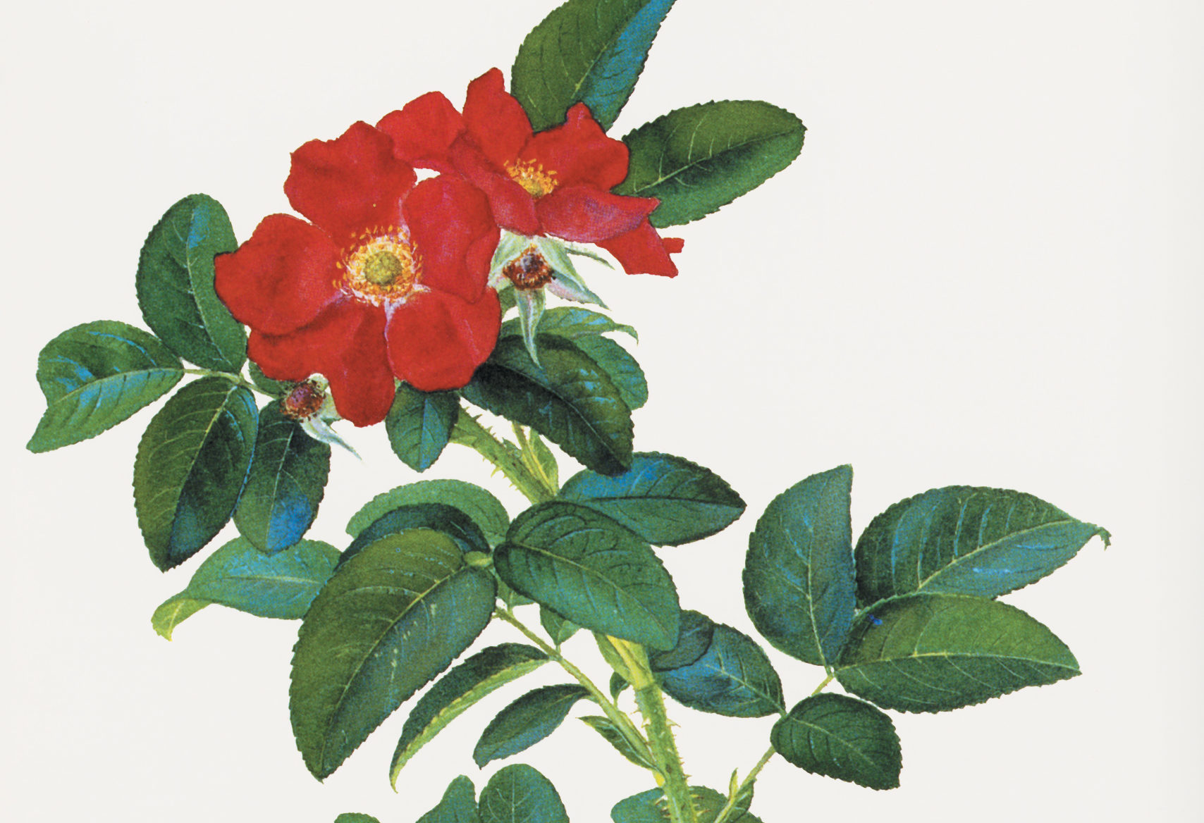 Color illustration of red-flowered rose