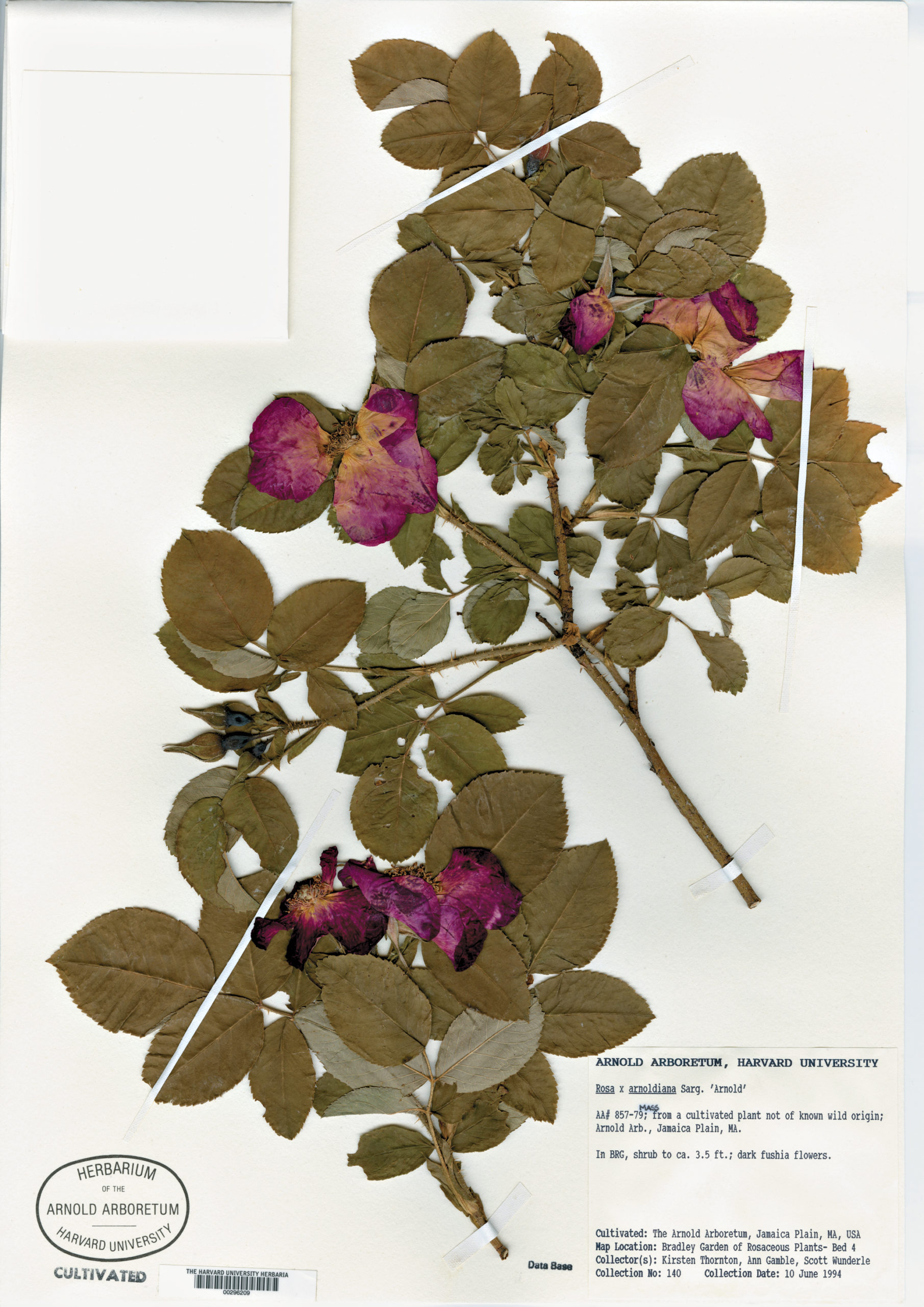 Photograph of rose specimen