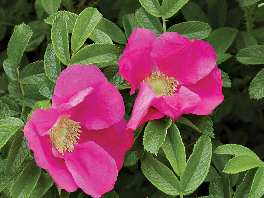 Pink rose flowers
