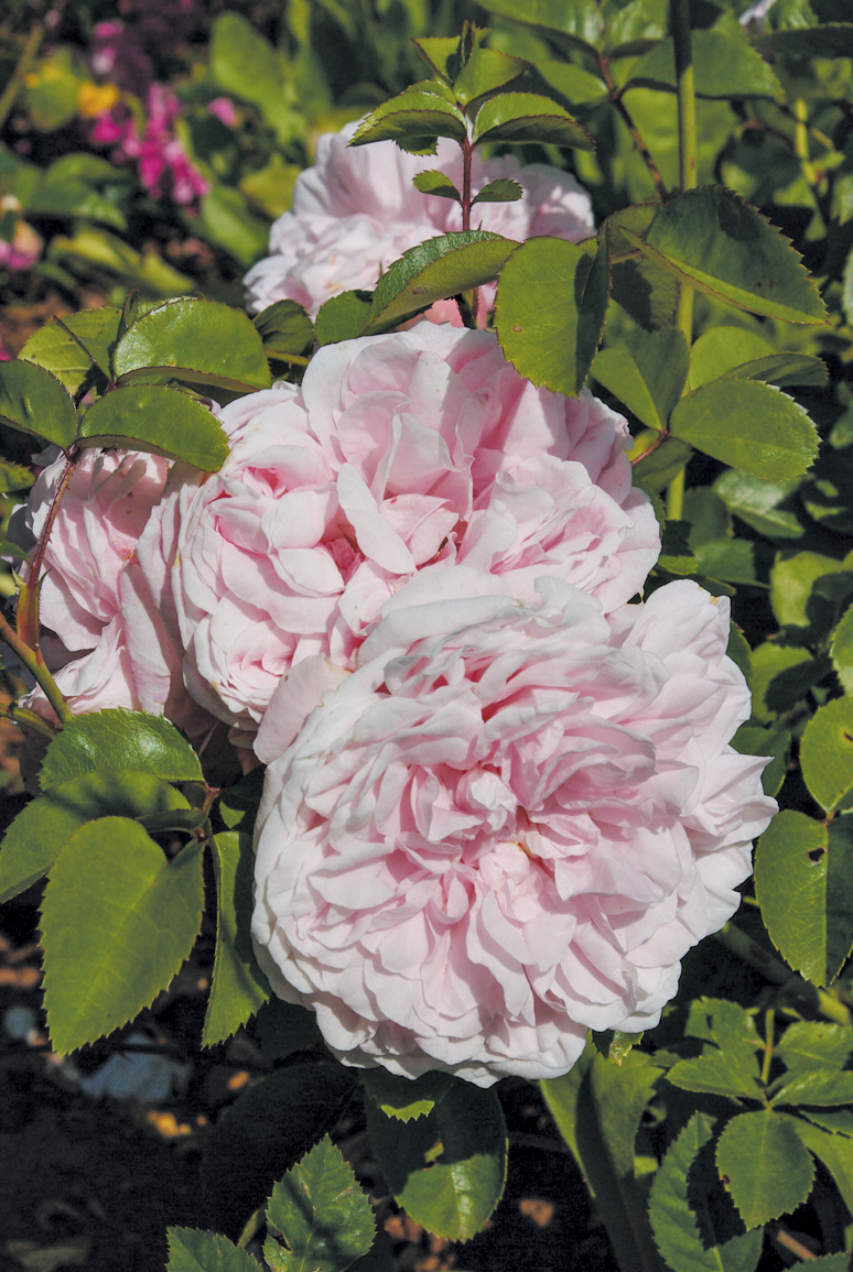 Photo of rose variety with large pink flowers