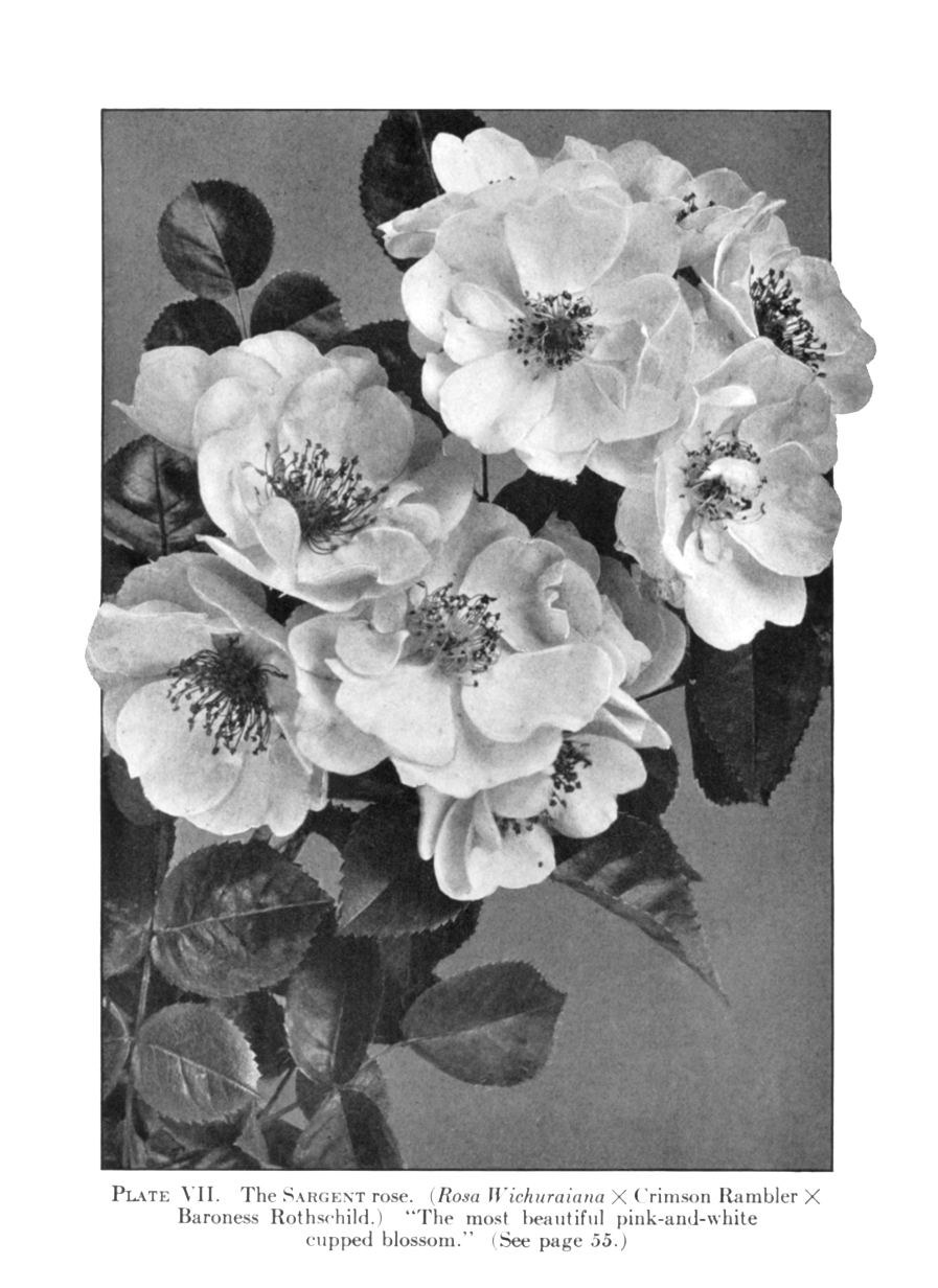 Black-and-white photograph of rose