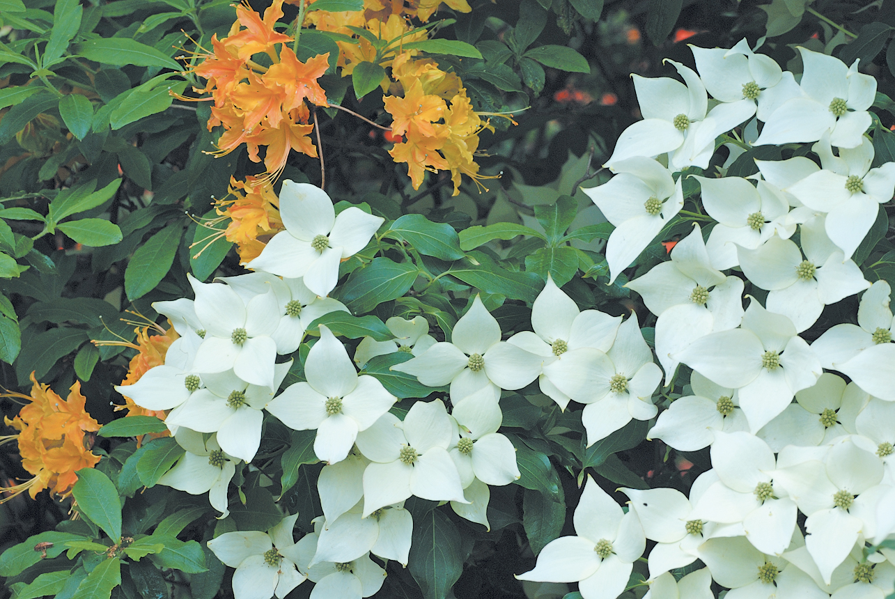 Photo of Kousa dogwood flowers with rhododendron in background