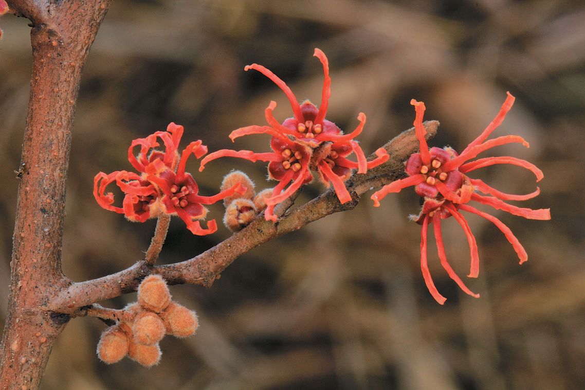 Three orange-pink witch-hazel flowers on a twig