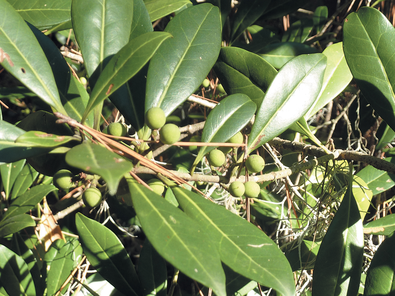 Photo of osmanthus leaves and fruit