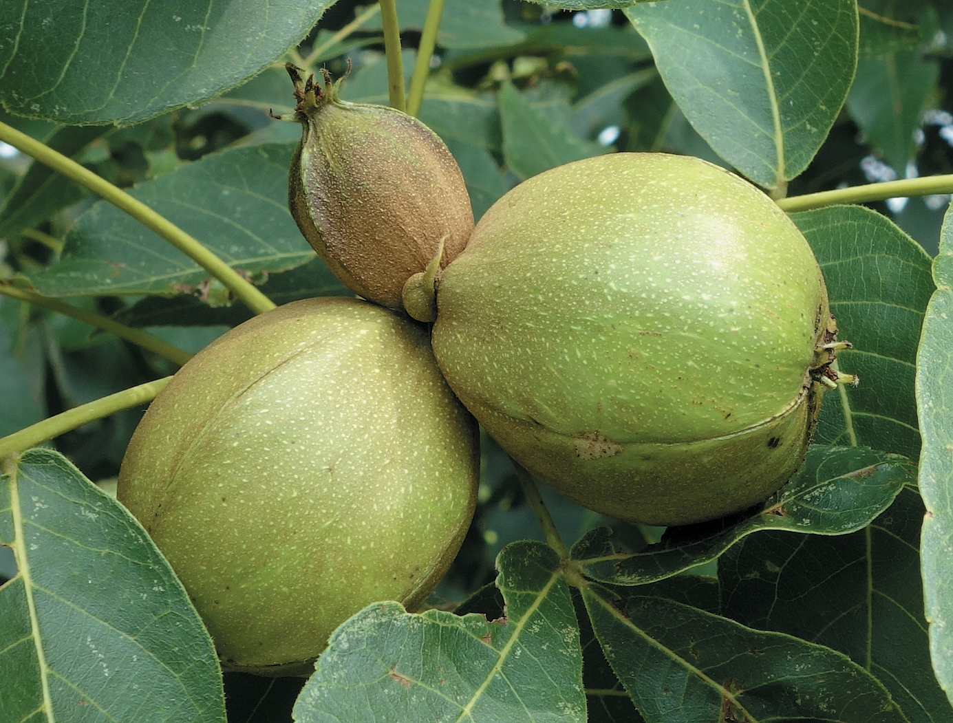 Hickory fruit against green leaves
