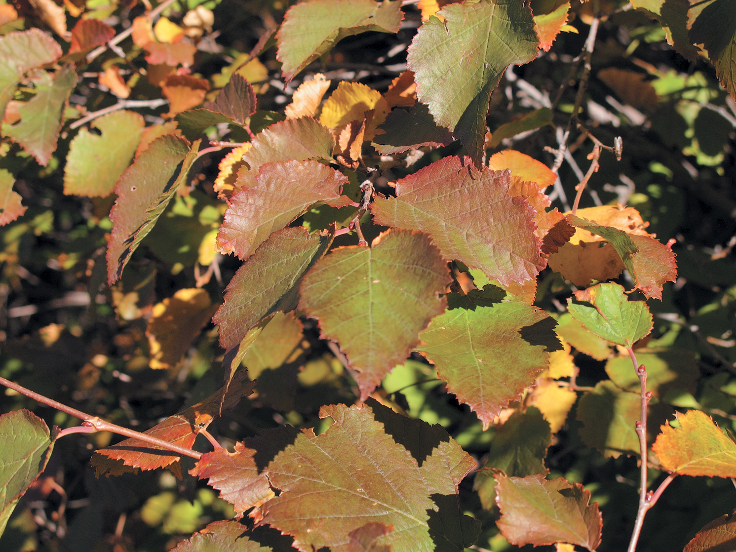 Leaves of Ostryopsis