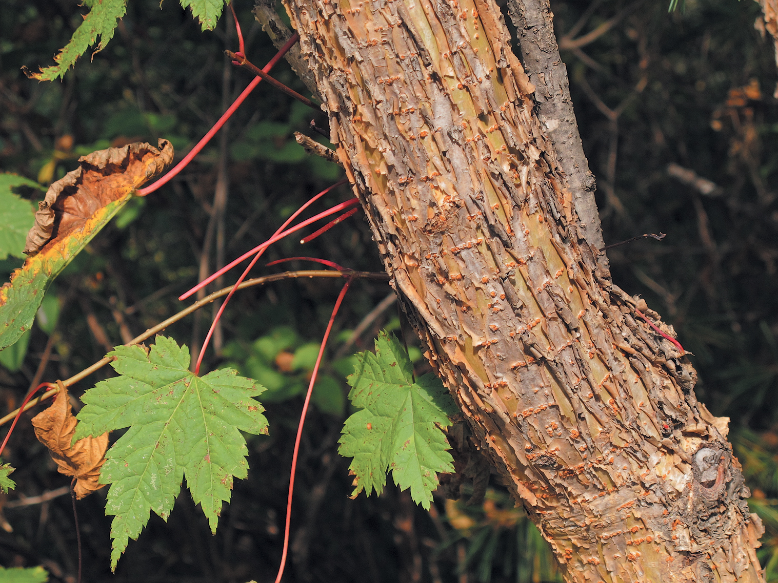 Photo of maple bark