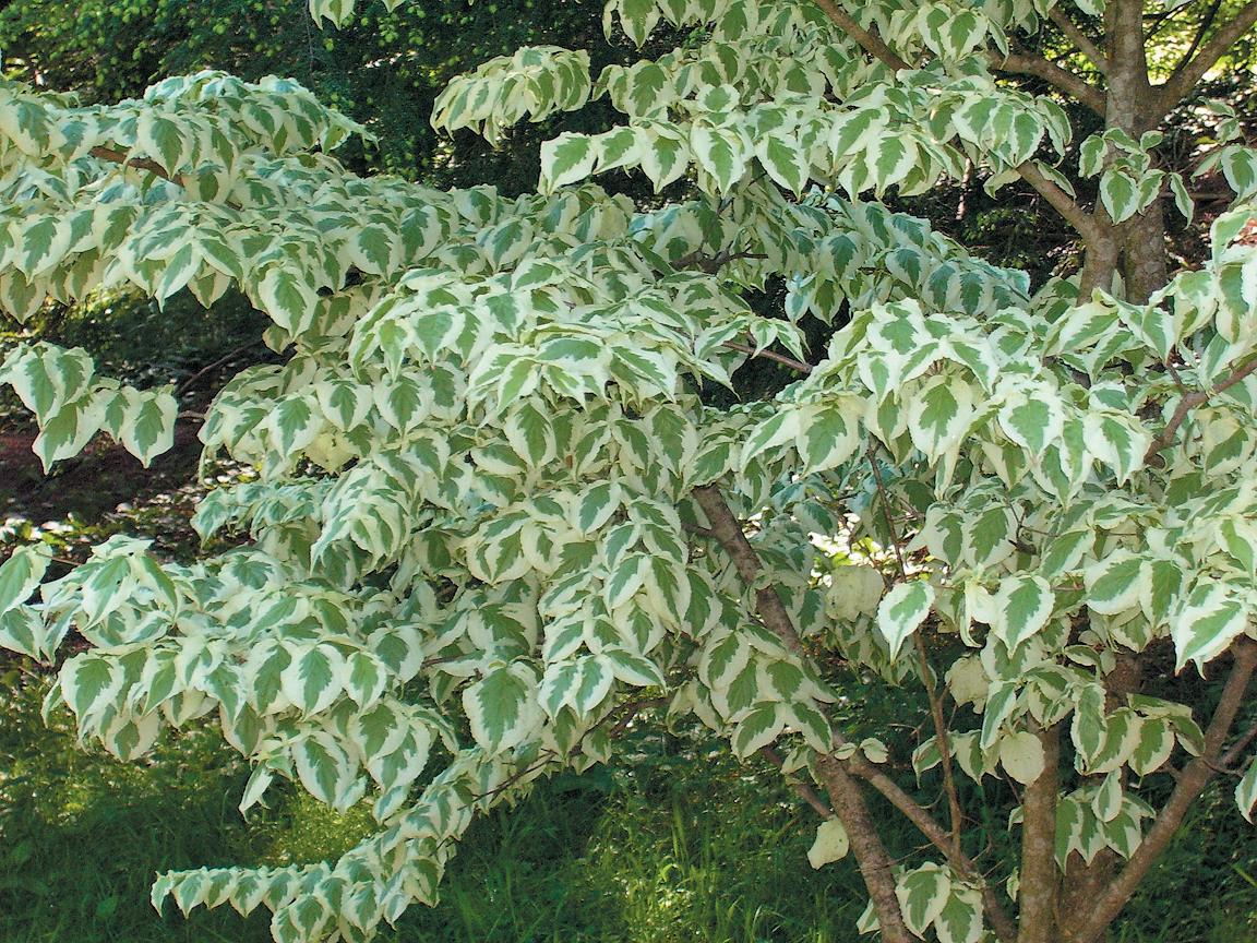 Foliage of variegated dogwood