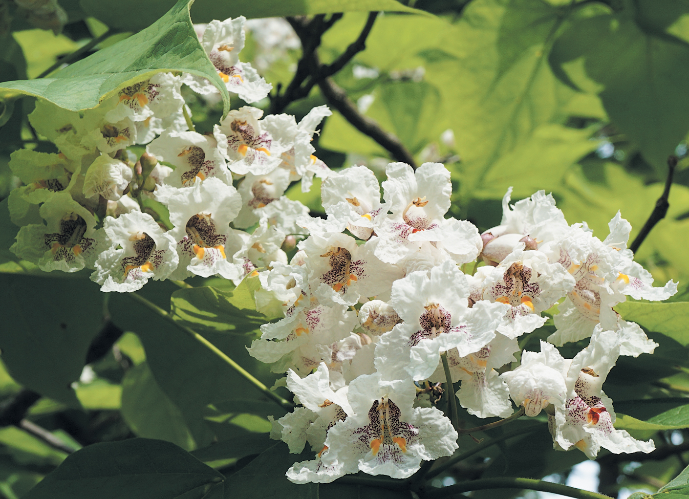 Photo of catalpa flowers