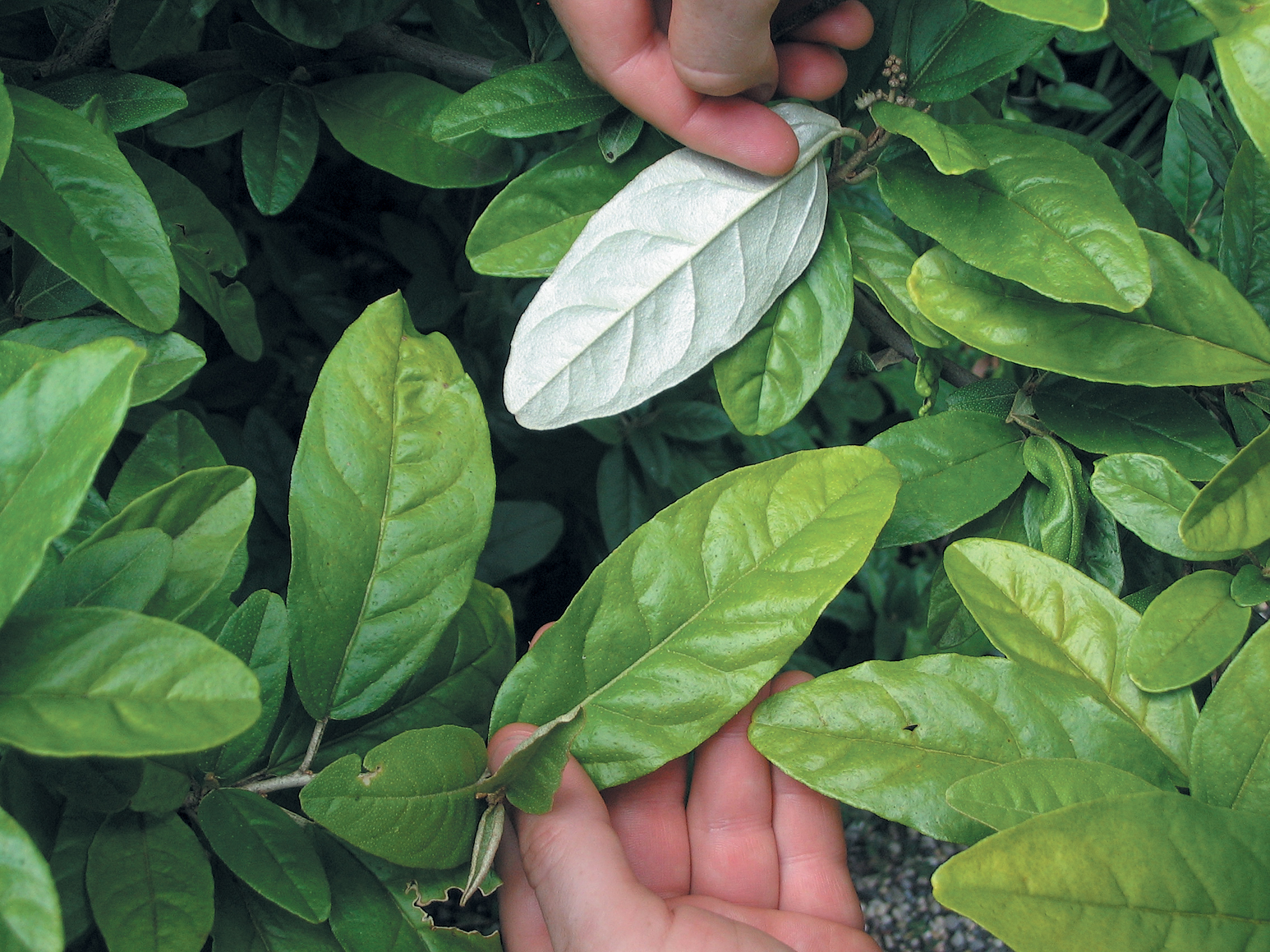 Leaves of Croton showing white back side