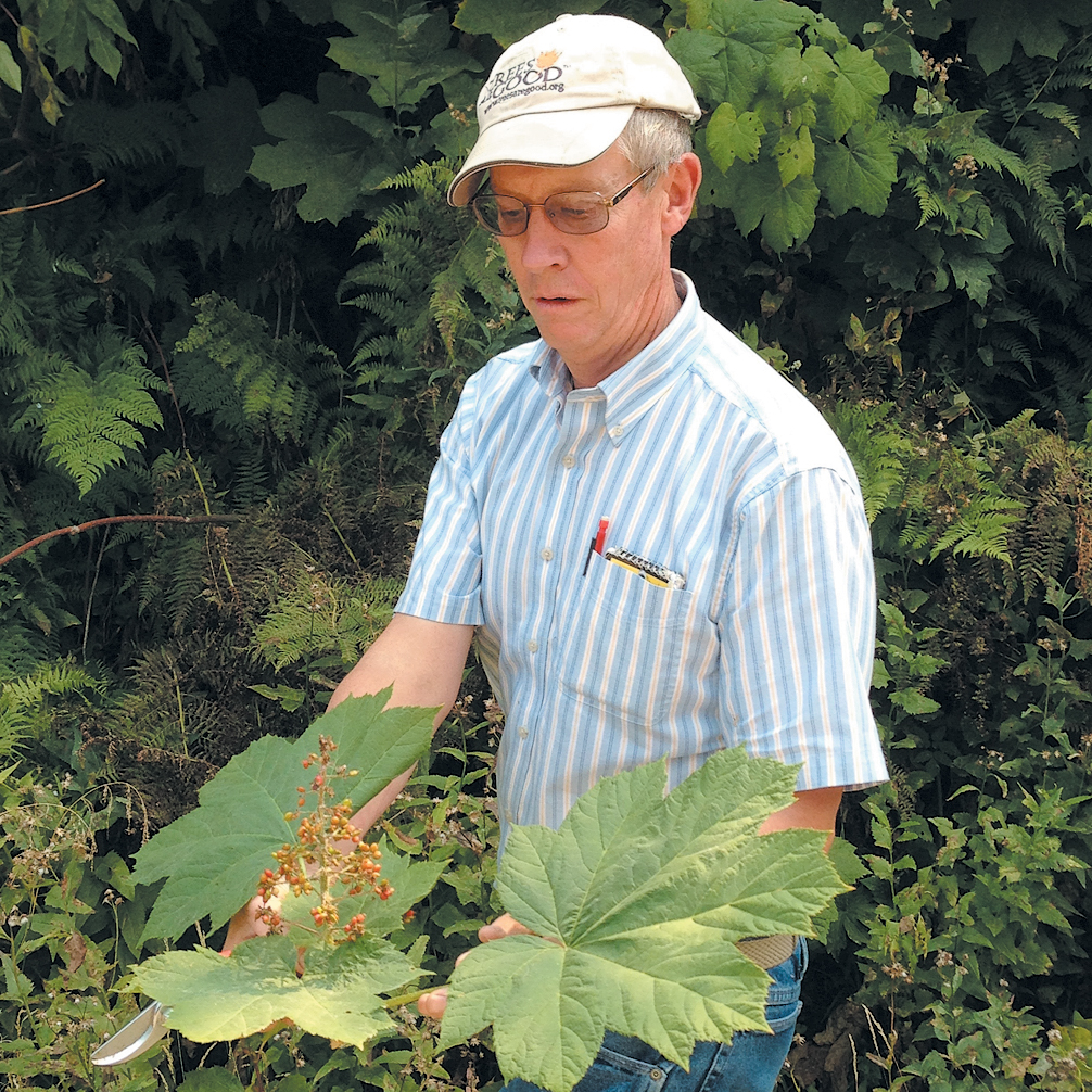 Photo of collector holding large specimen of leaves and fruit