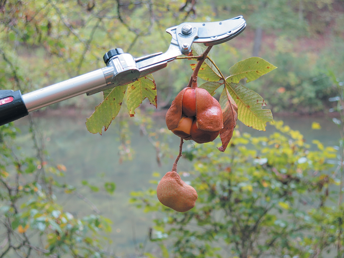 Photo of pruners holding fruit and branch of buckeye