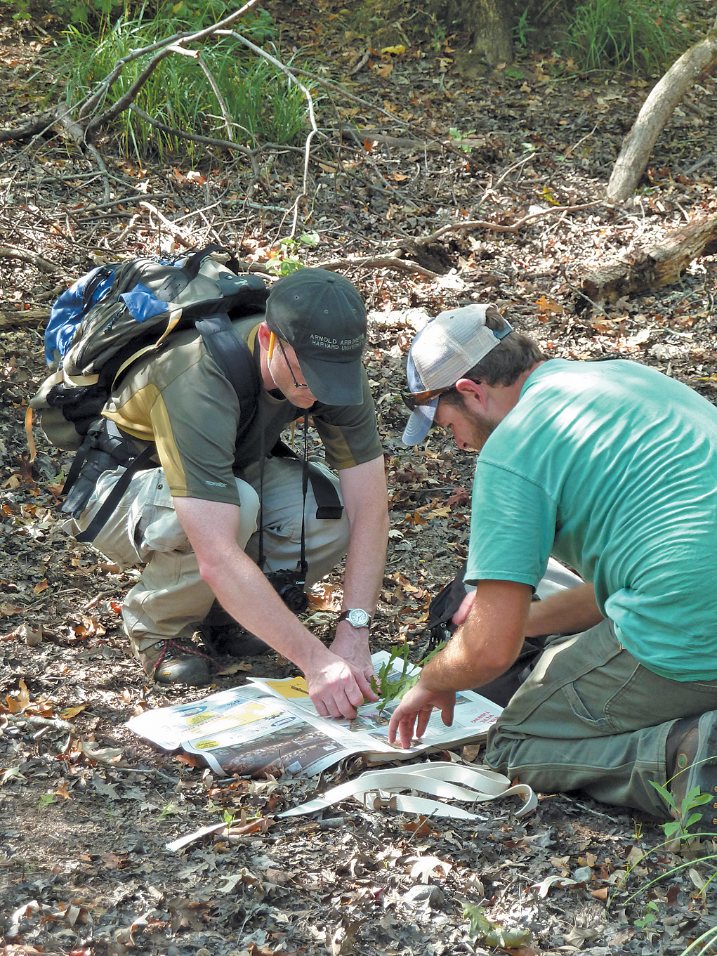 Two collectors preparing herbarium specimen on ground