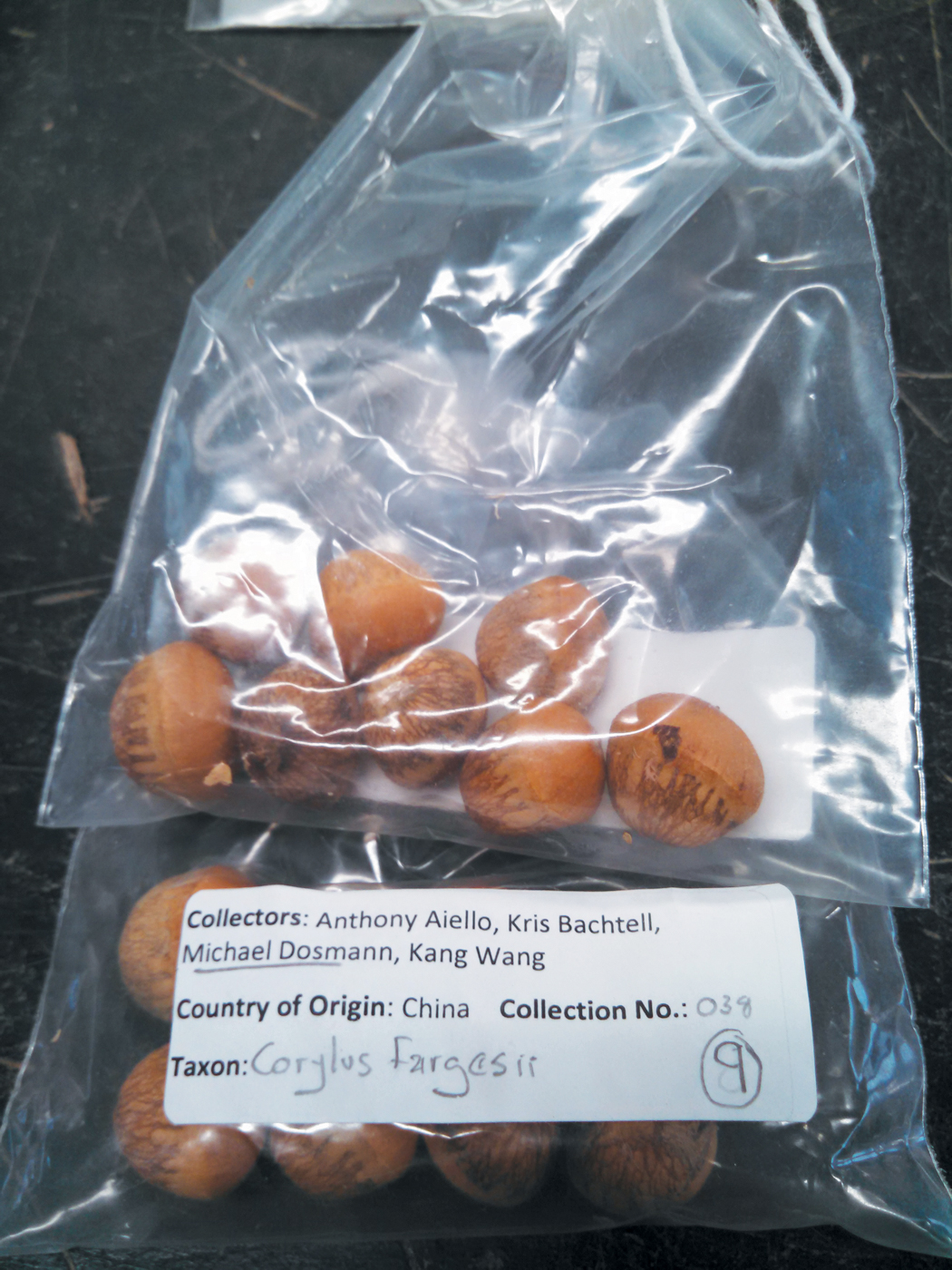 Fruit of Corylus in labeled plastic bags