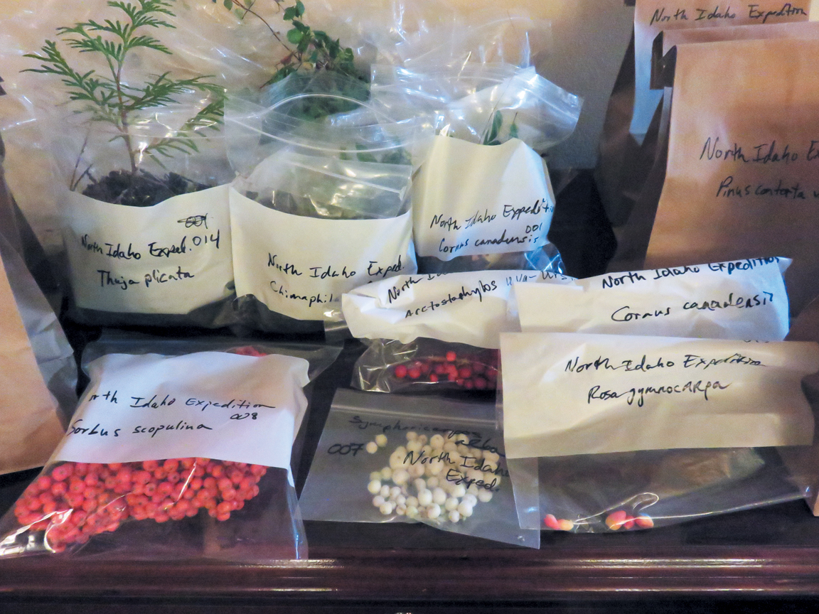 Bags of prepared seed