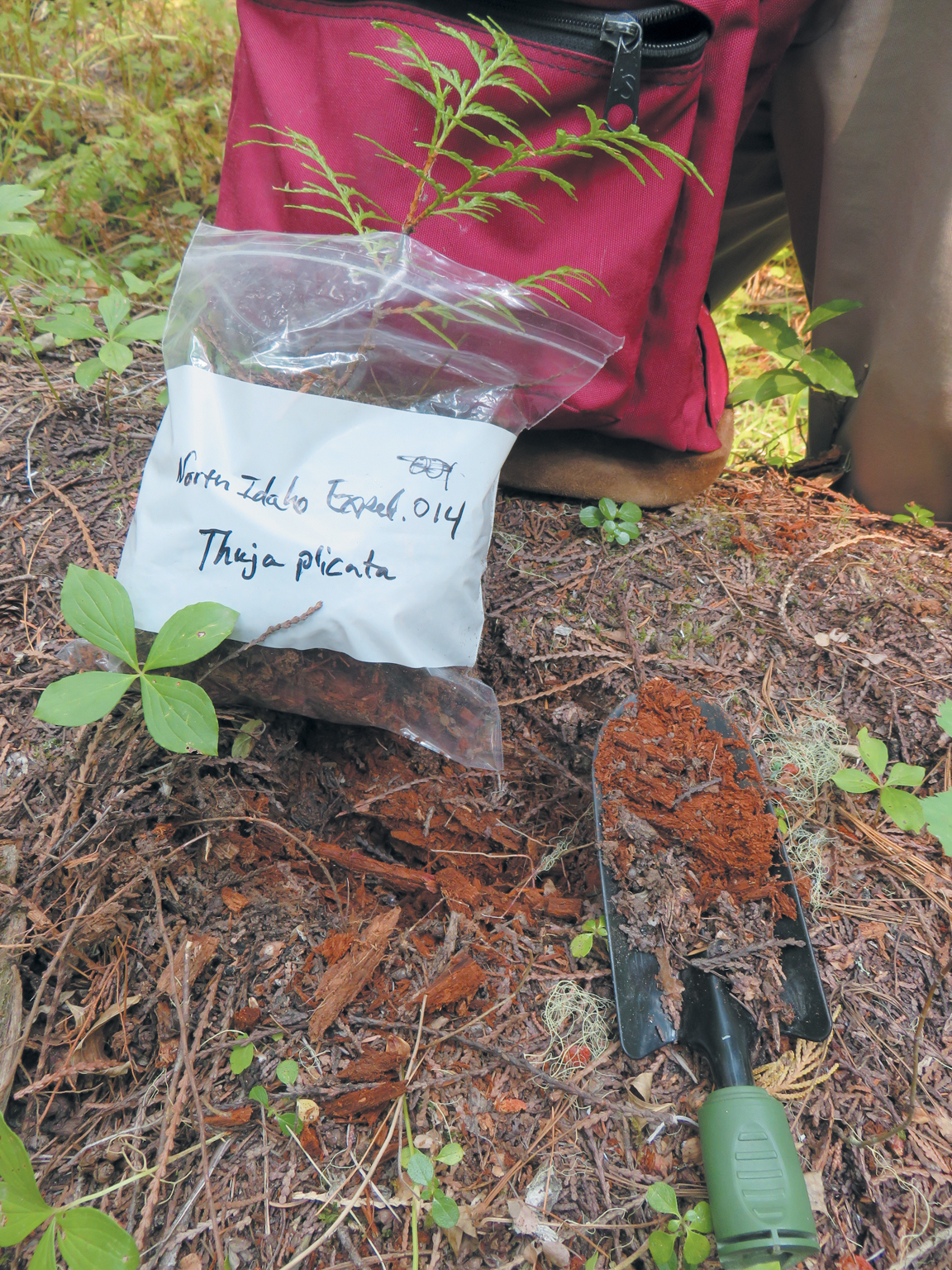 Seedling in labeled Ziploc bag