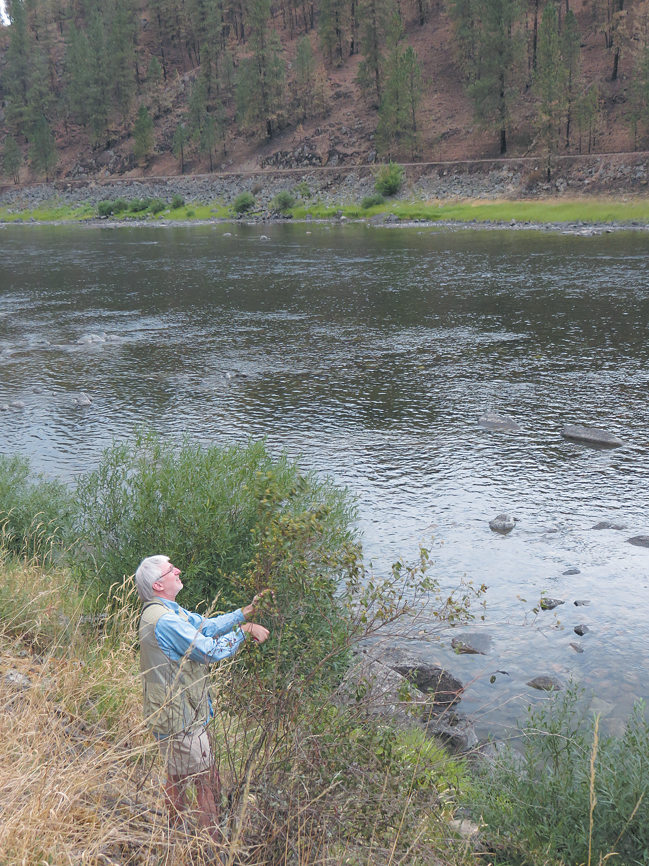 Collector standing in brush along river