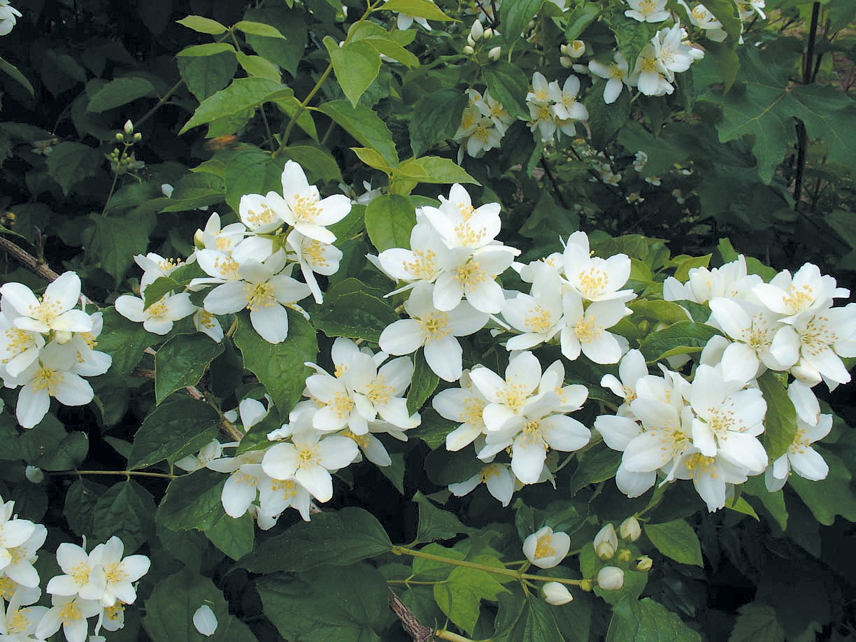 White flowers of mock orange