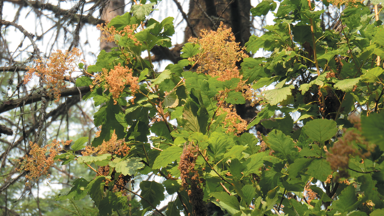 Seedheads of of holodiscus