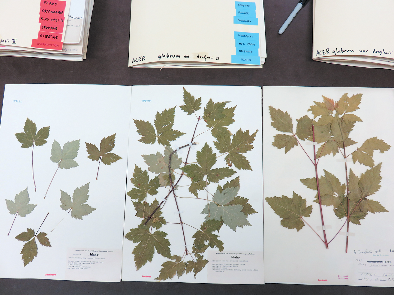 Pressed herbarium specimens