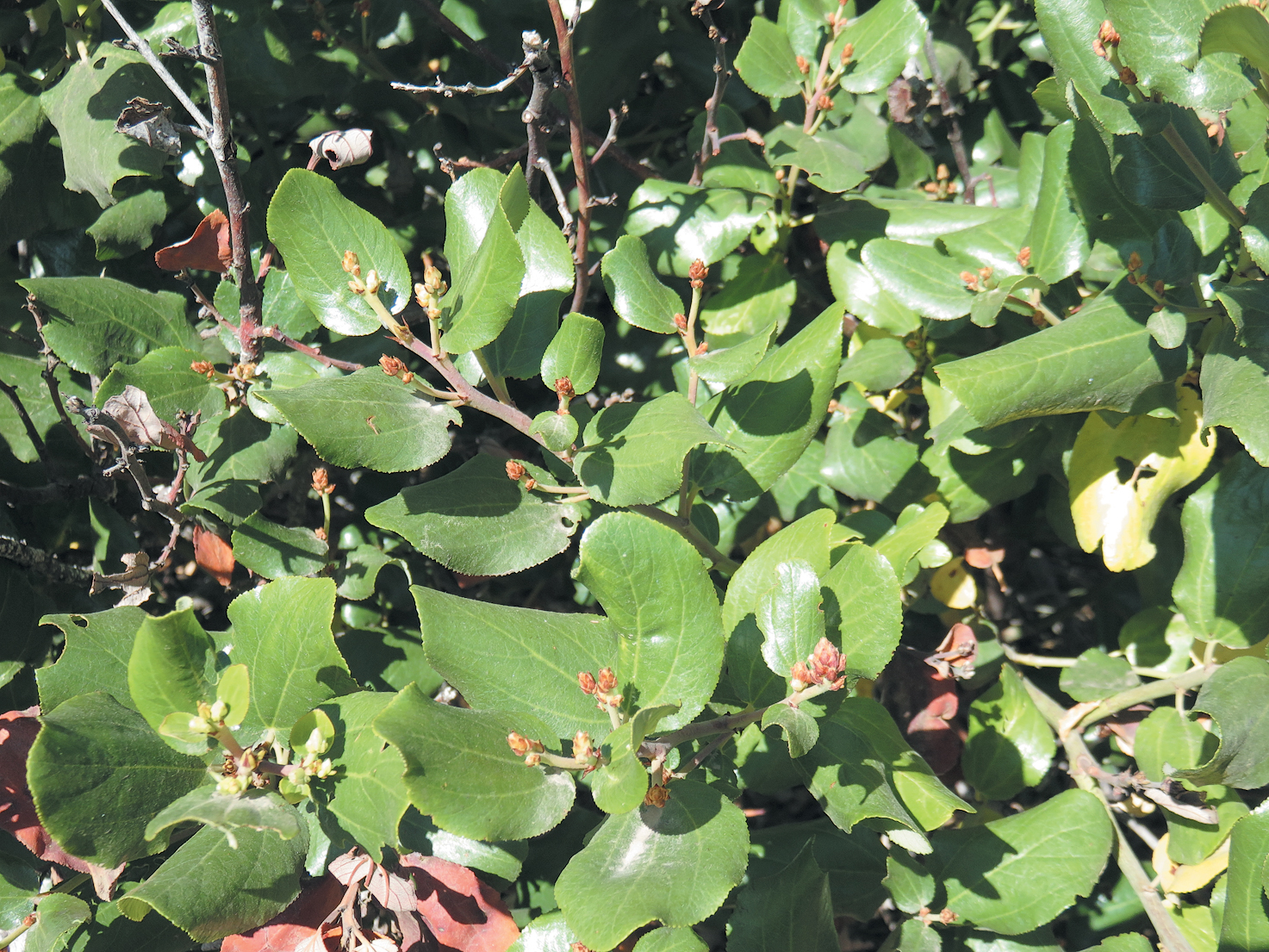 Small fruit set against glossy green foliage