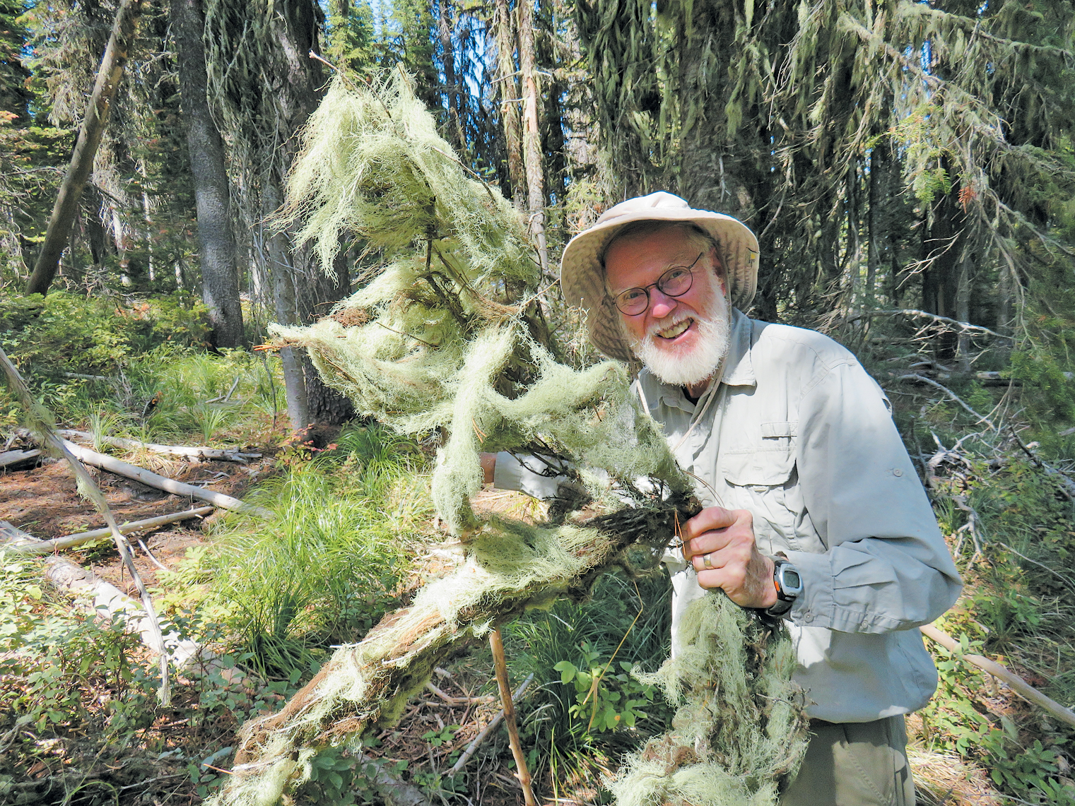 White-bearded collector holding branch with gauzy lichen covering