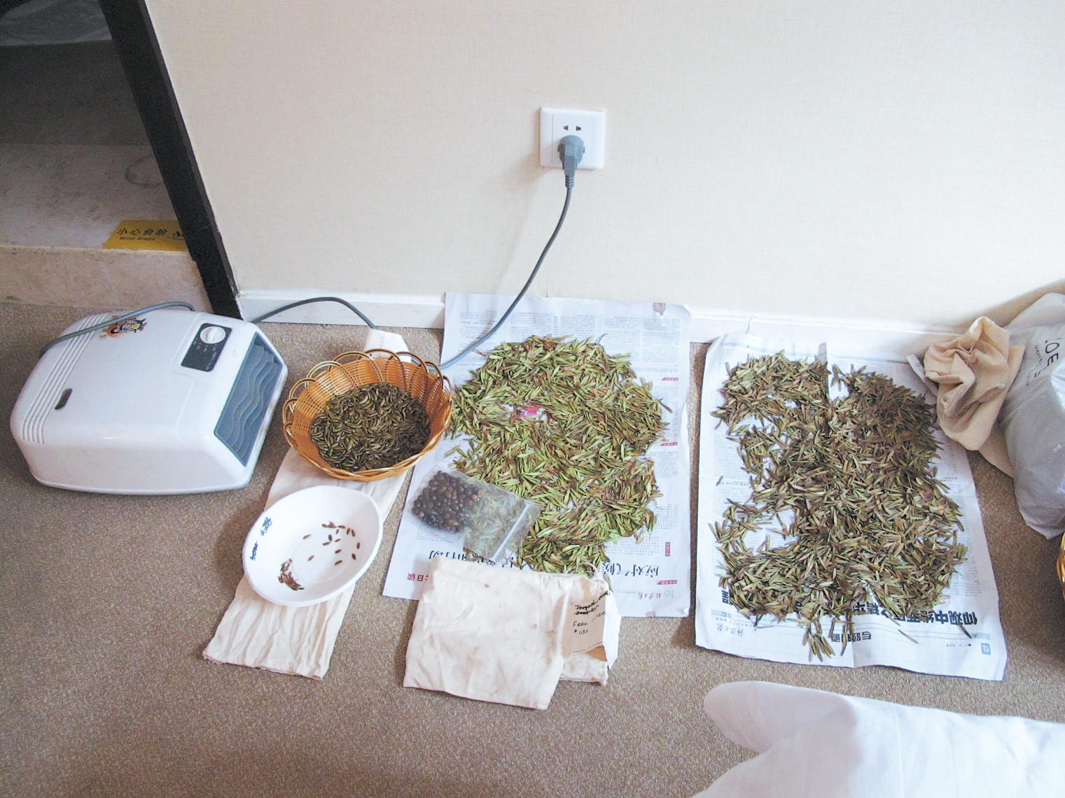 Seed arrayed on newsprint beside space heater