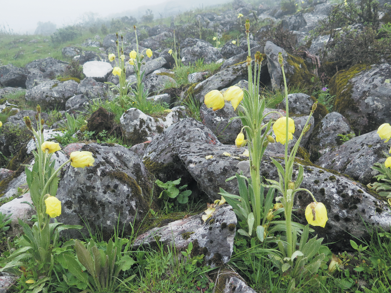 Yellow-flowered poppy