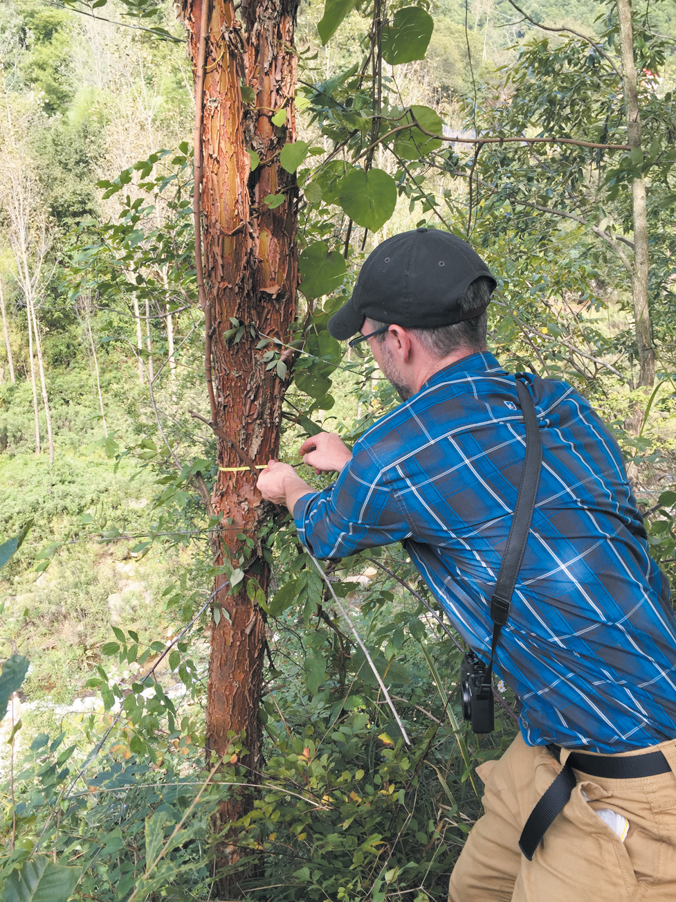 Collector measuring trunk diameter on small paperbark maple tree
