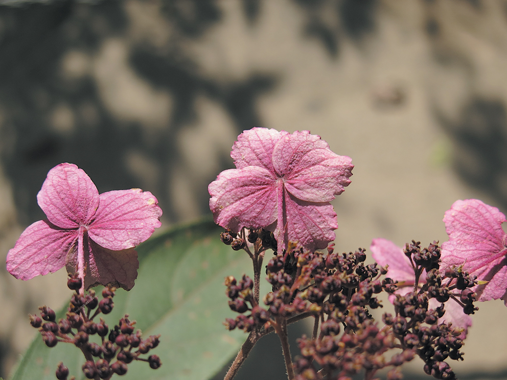 Hydrangea with pink sterile florets