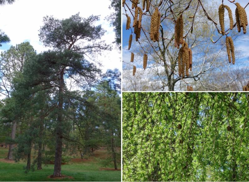 pine, birch, and larix in the landscape by Ned Friedman