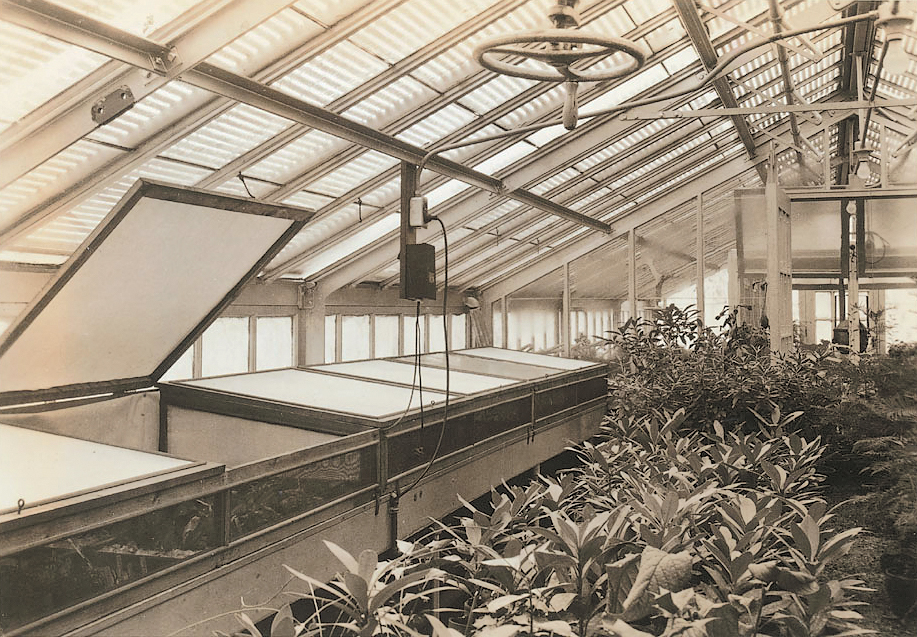 A sepia photo of a greenhouse interior.