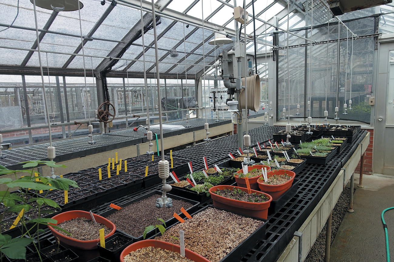 A color photo of a misting system in a greenhouse.