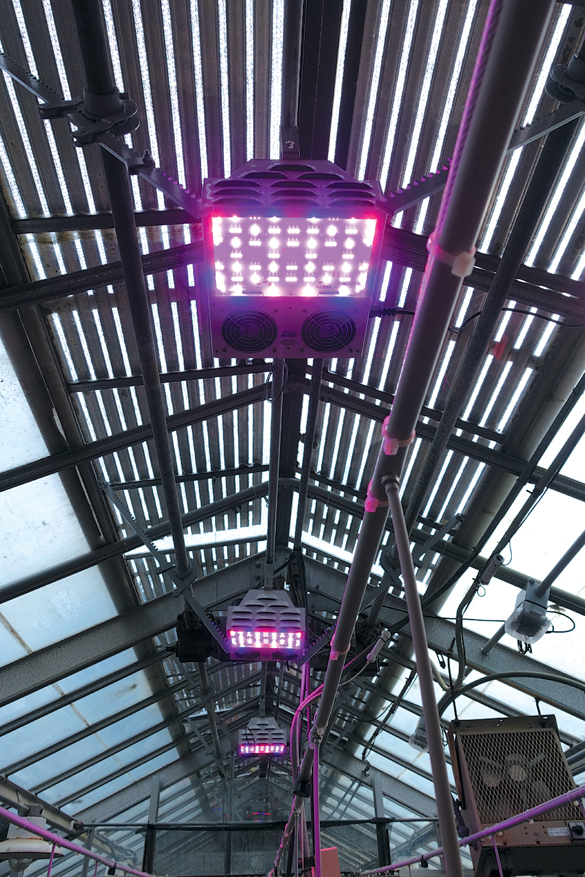 A color photo of LED lighting in a greenhouse.