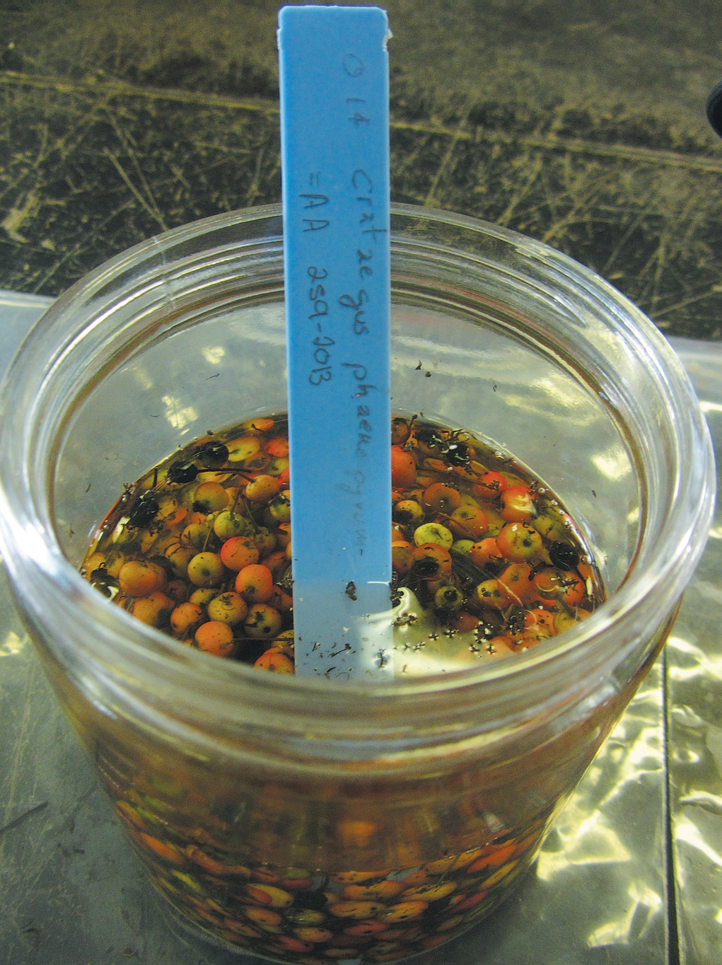 A color photo of hawthorn fruits in a jar.