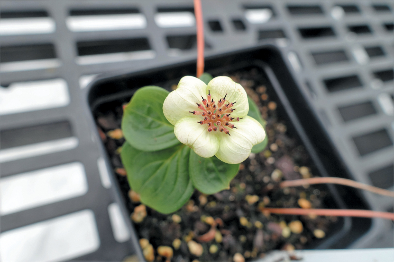 A color photo of a small flower.