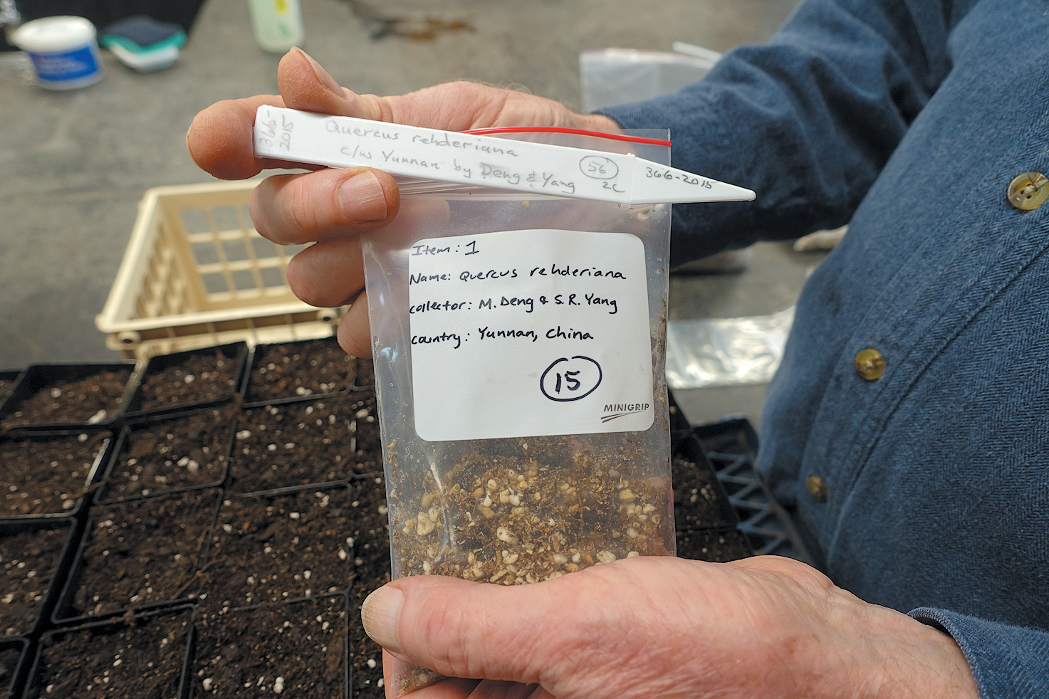 A color photo of a man sowing seeds in a plastic soil tray.