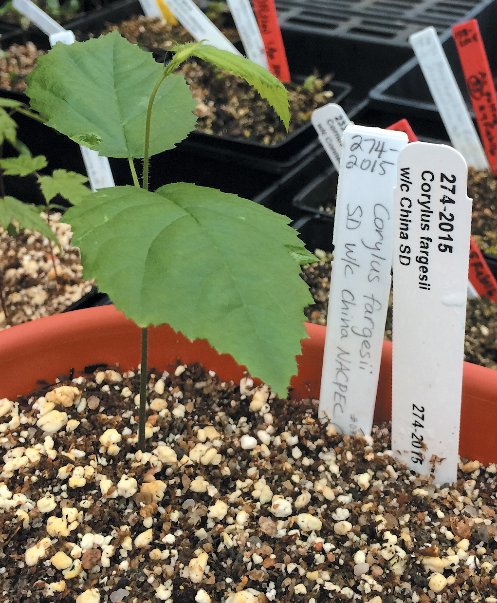 A color photo of a seedling in a pot.