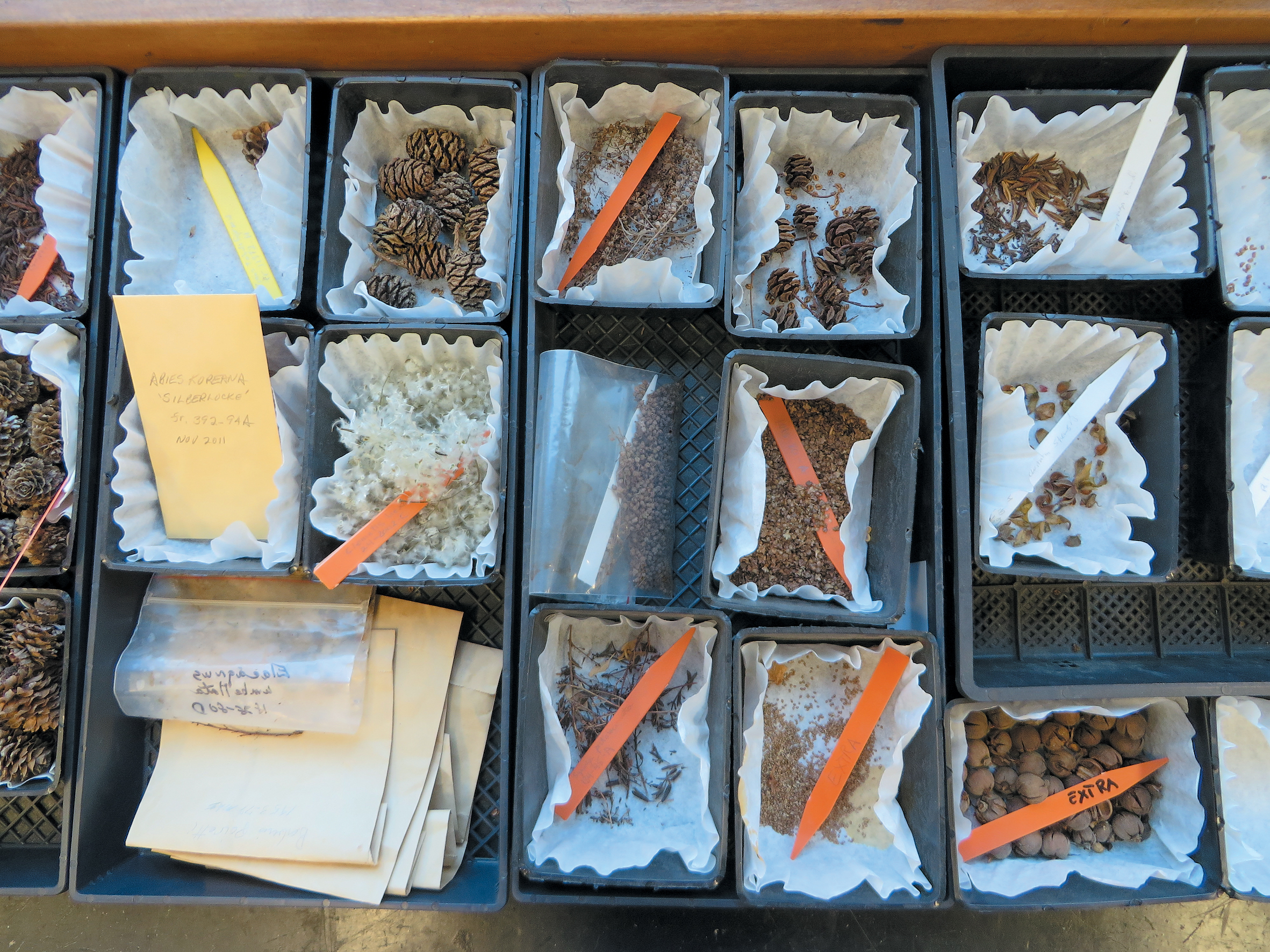 A color photo of seed samples.