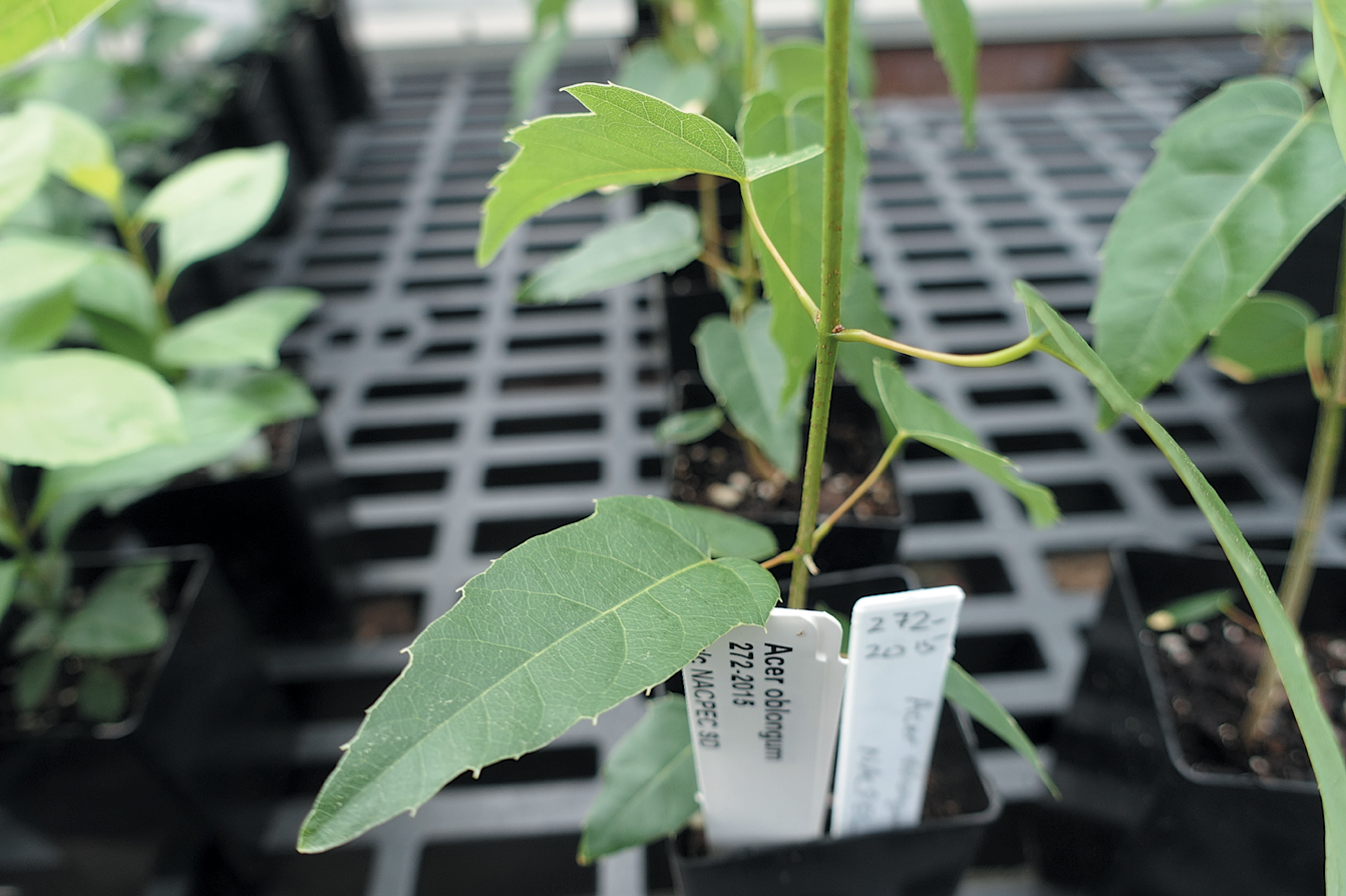A color photo of a seedling in a greenhouse.