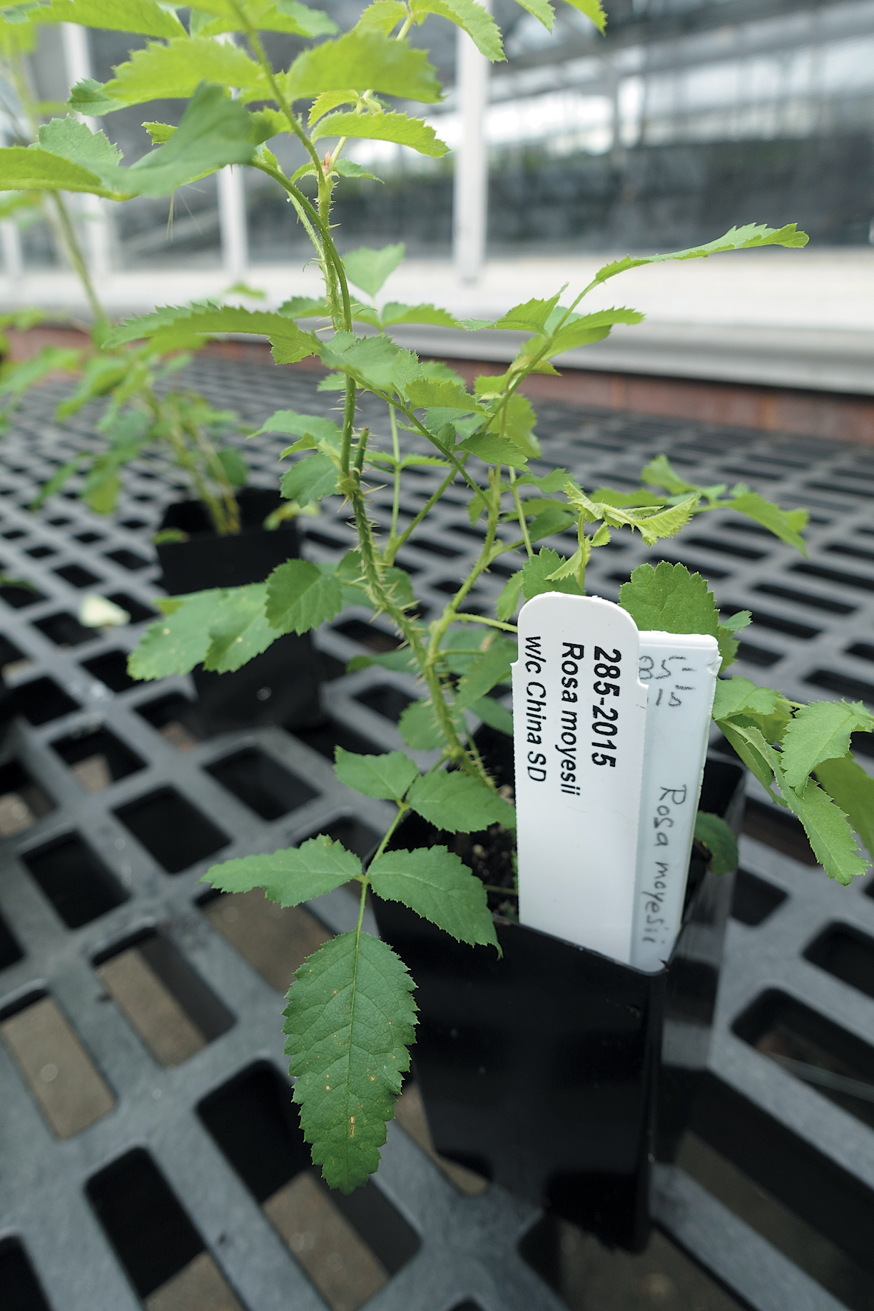A color photo of a seedling in a greenhouse.