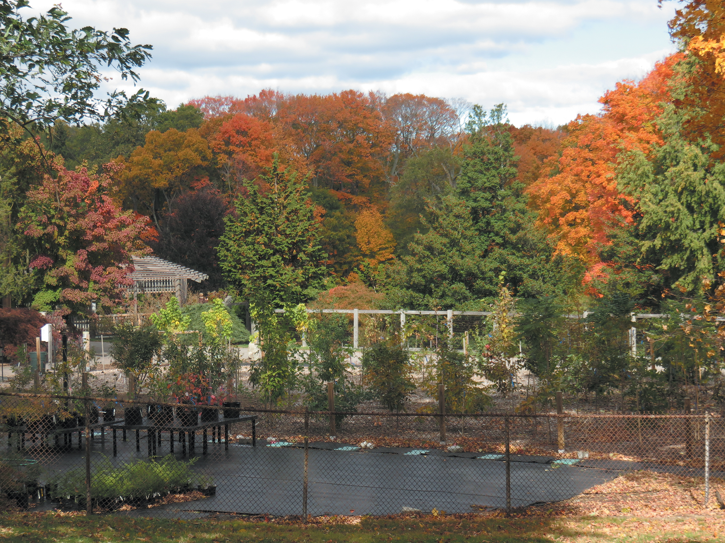 A color photo of plants in containers near a nursery.