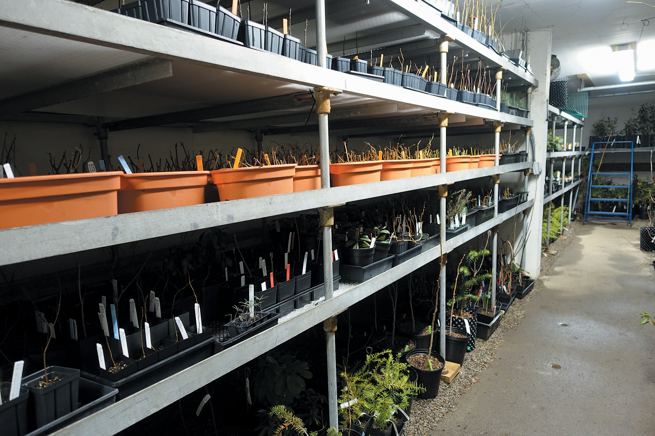 A color photo of plants in a cold storage building.