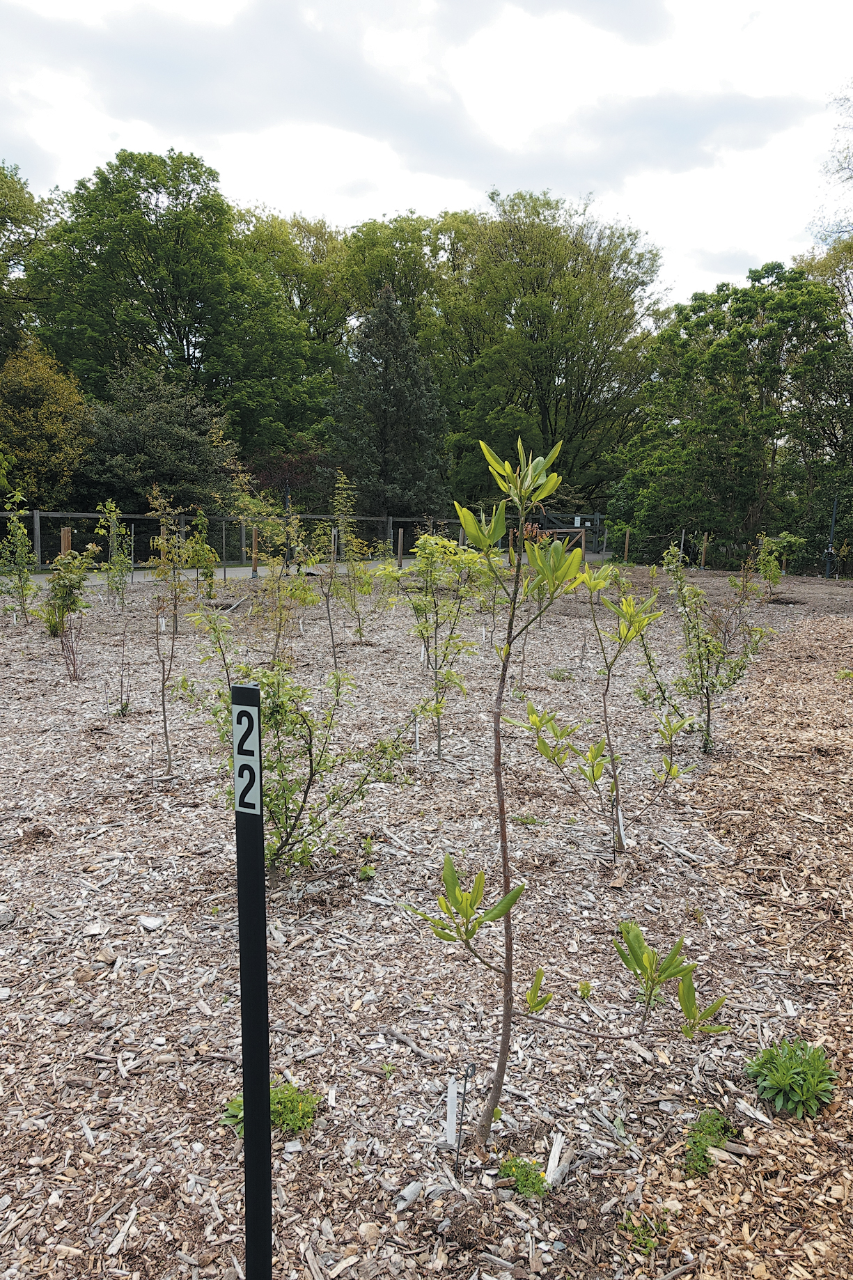 A color photo of seedlings in a plot.