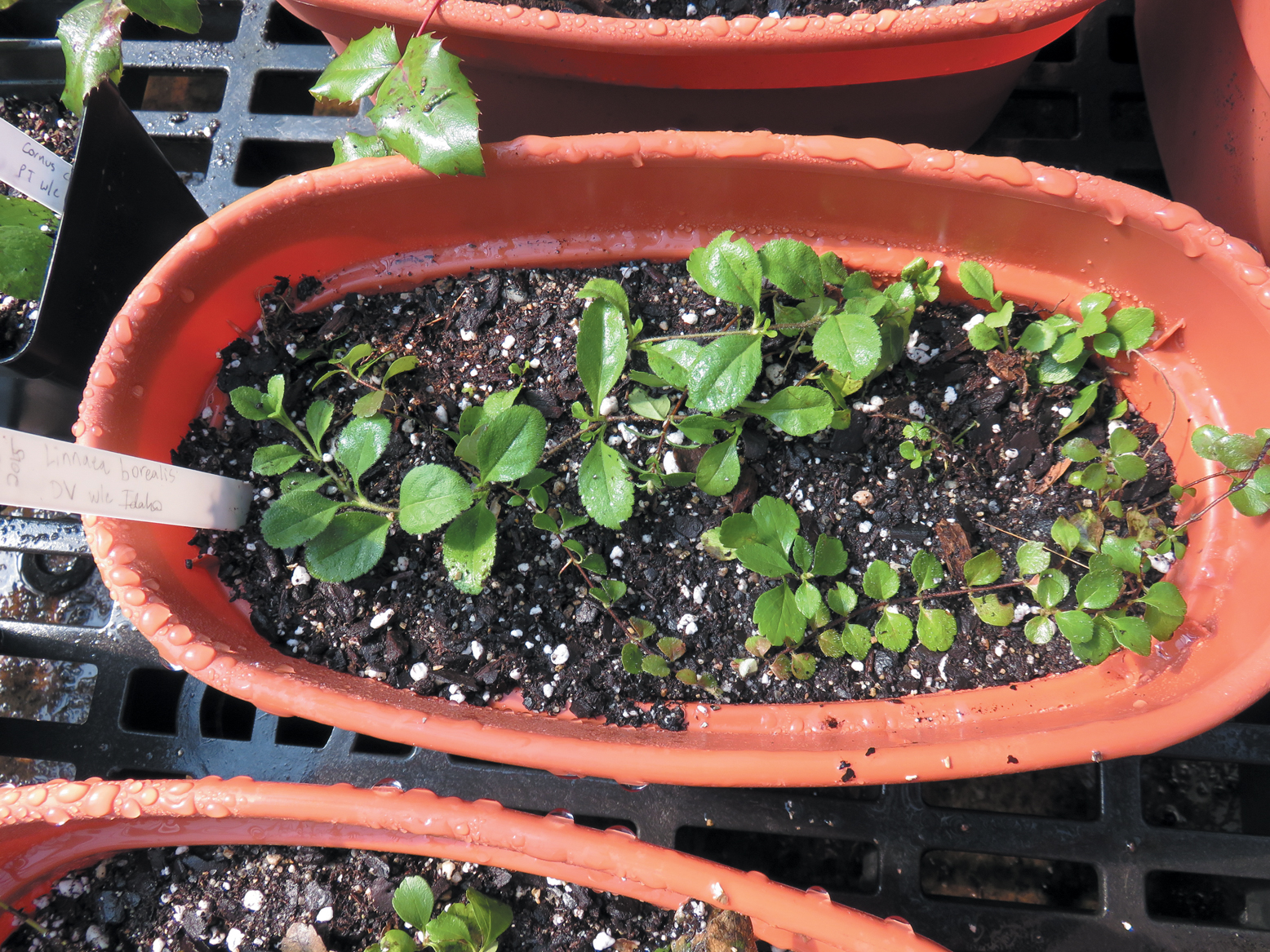 A color photo of seedlings in a pot.