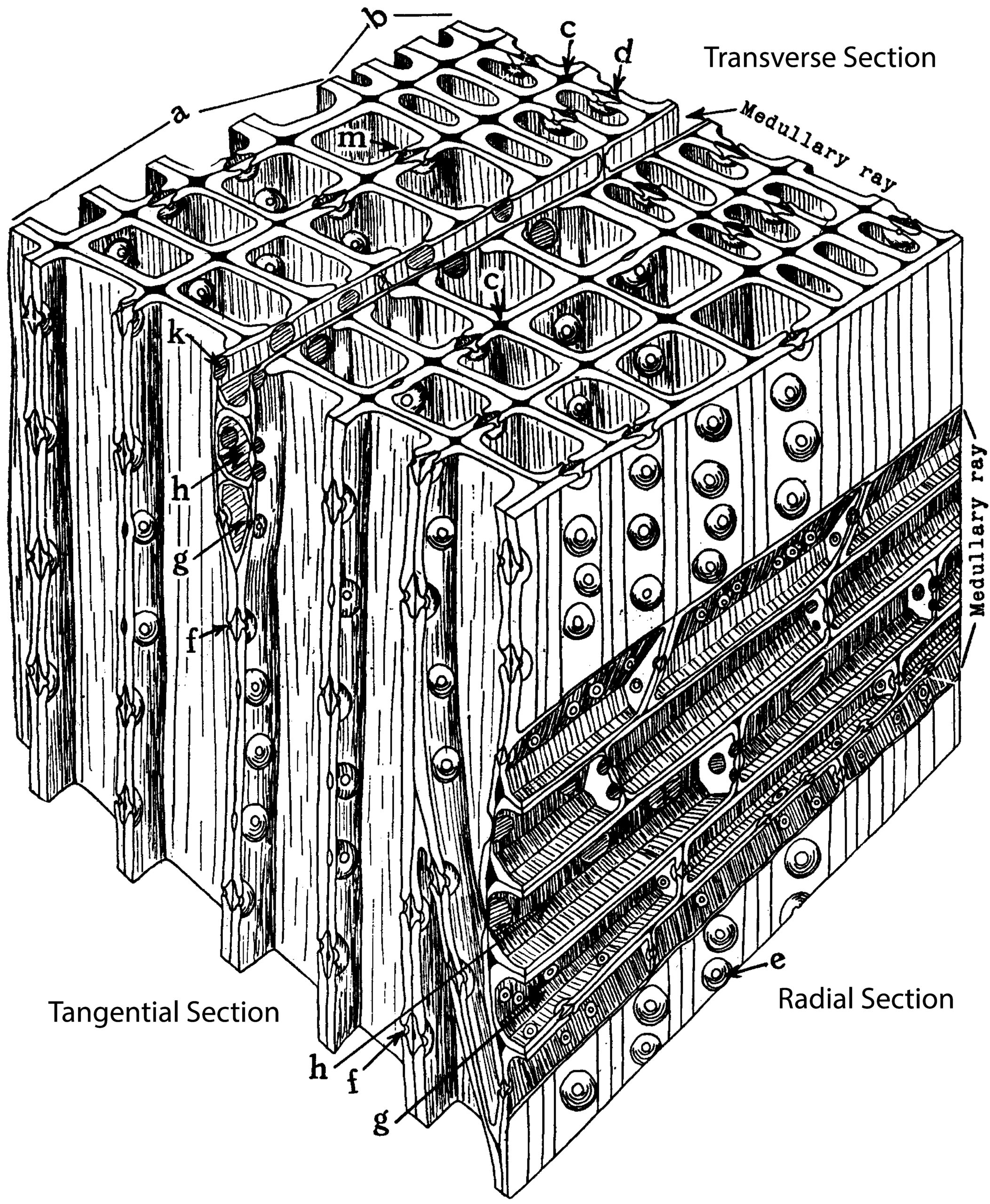 A diagram of a section of pine wood.